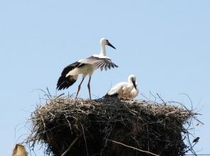 Сниму 1-2 к. кв. для пары в южных районах Санкт-Петербурга